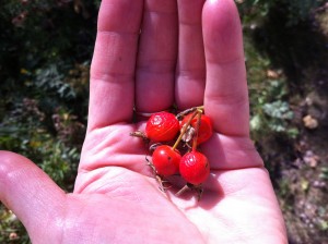 Rose Hips